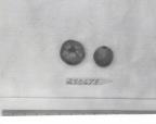 Click for 1 image(s) for this accession. FRUIT